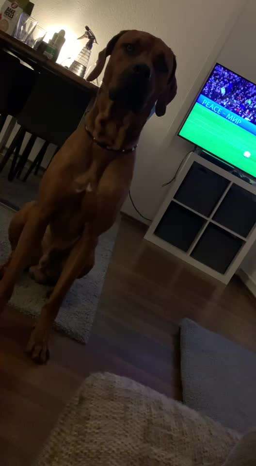 Rhodesian Ridgeback-Beitrag-Bild