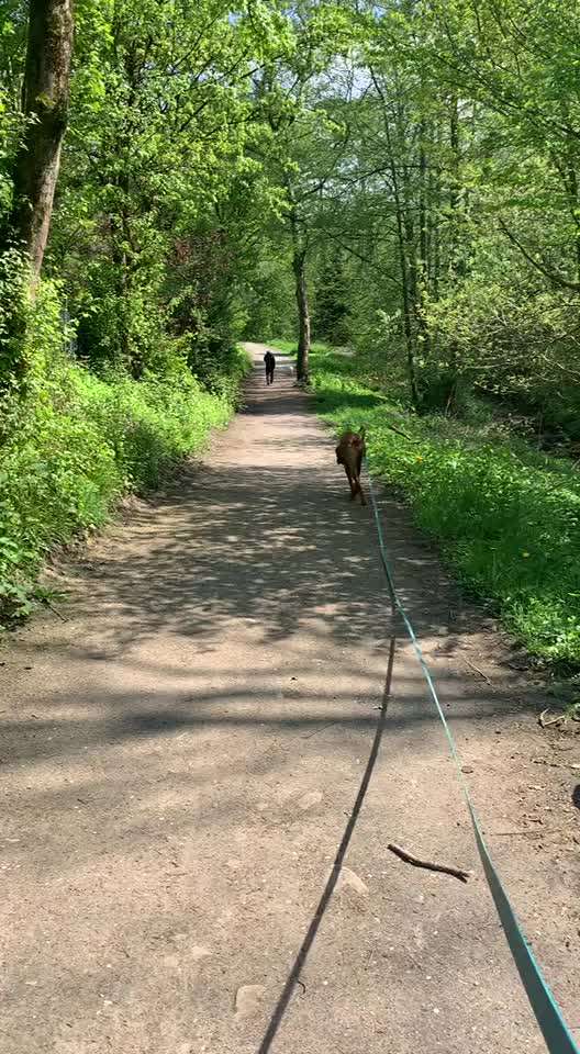 Rhodesian Ridgeback-Beitrag-Bild