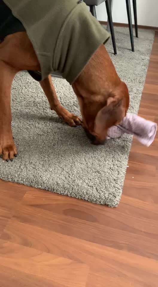 Rhodesian Ridgeback-Beitrag-Bild