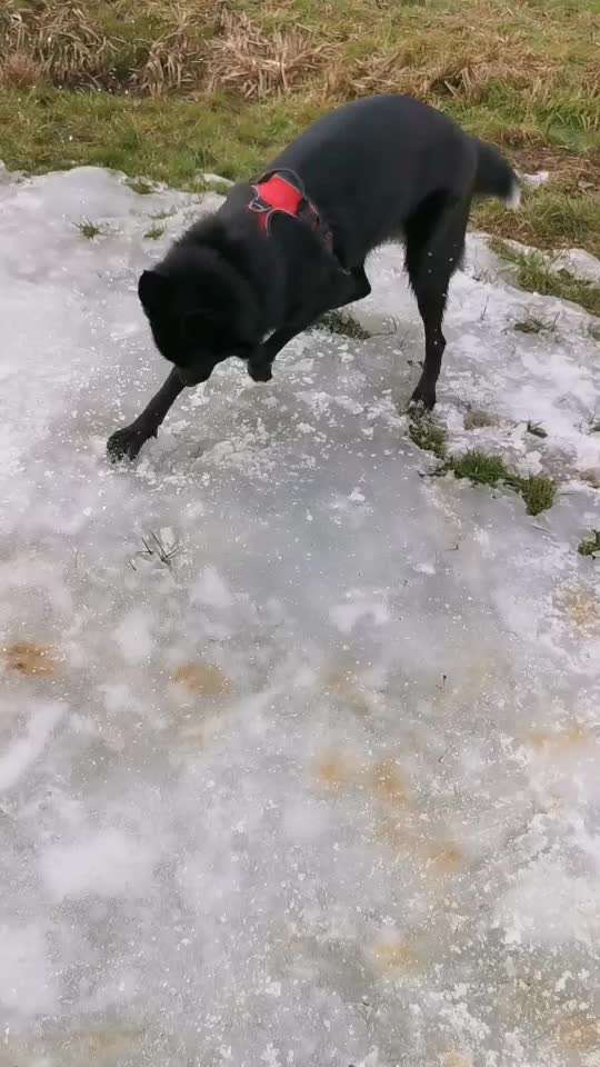 Analyse & Interpretation von Verhalten-Beitrag-Bild