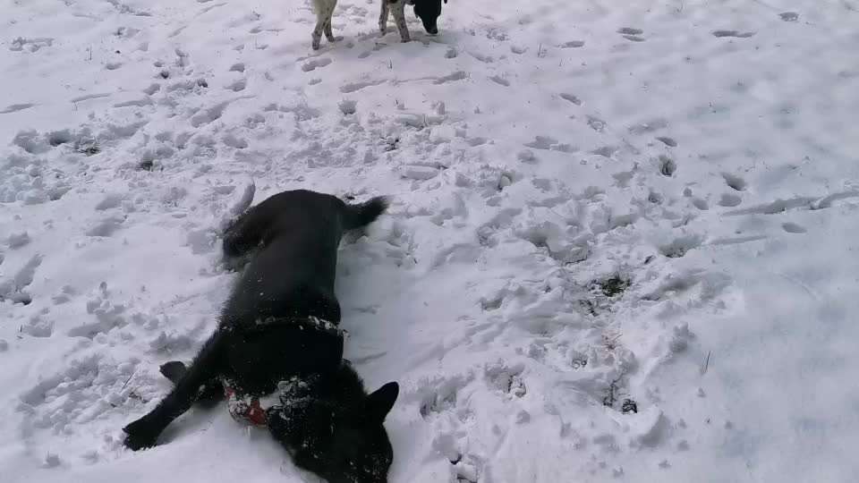 Analyse & Interpretation von Verhalten-Beitrag-Bild