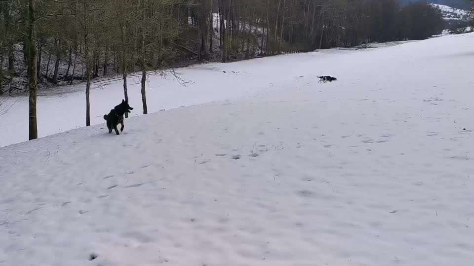 Analyse & Interpretation von Verhalten-Beitrag-Bild