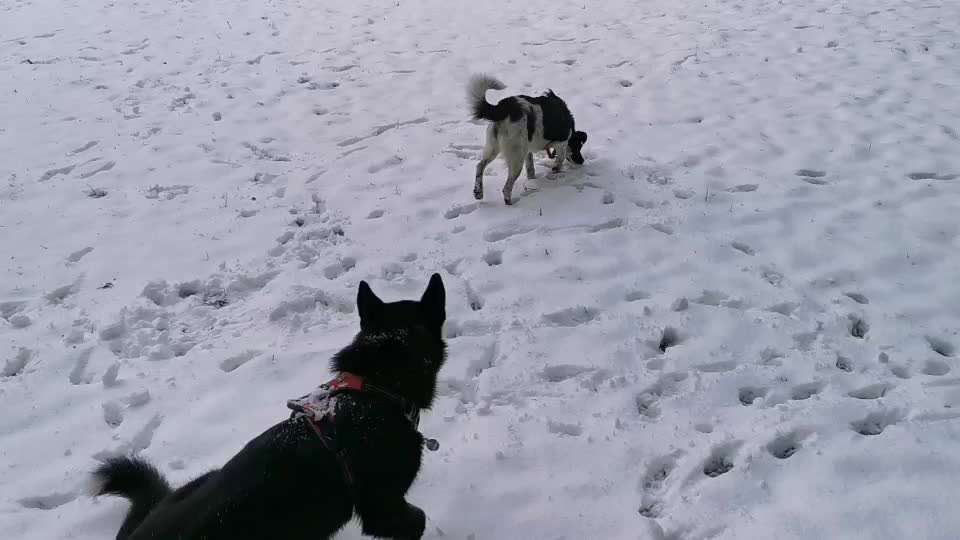 Analyse & Interpretation von Verhalten-Beitrag-Bild