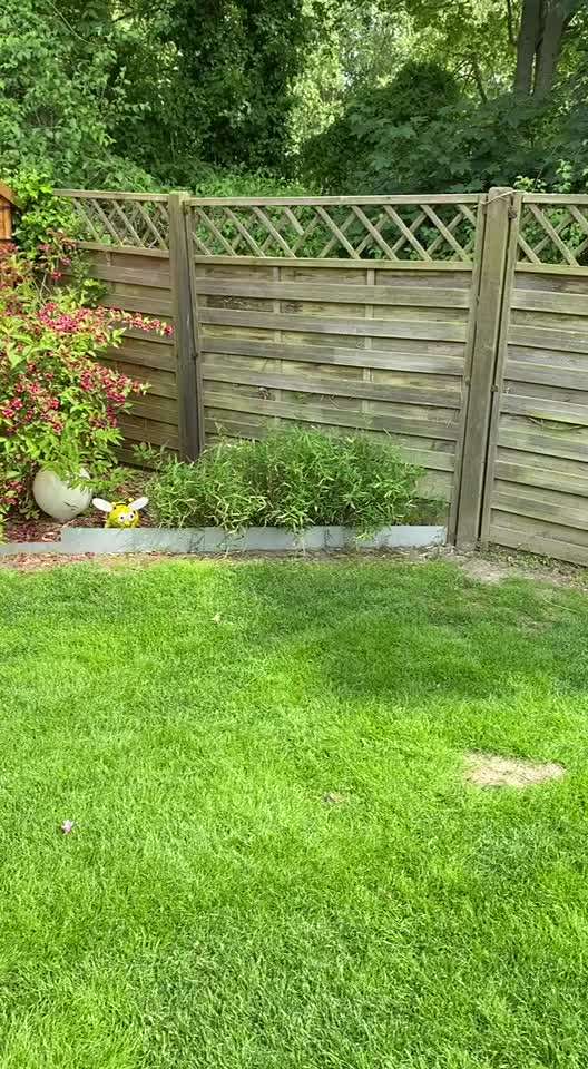 Fotosammlung: ,,Der natürliche Hund" Unbearbeitet, ungestellt und in Natura-Beitrag-Bild