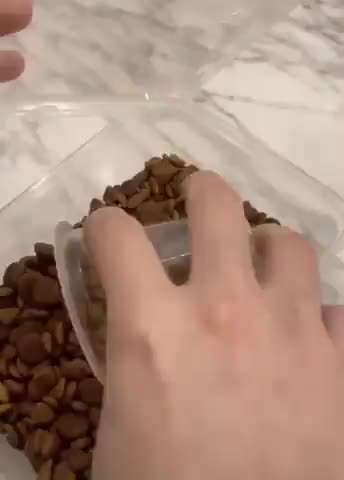 Hunde Memes-Beitrag-Bild