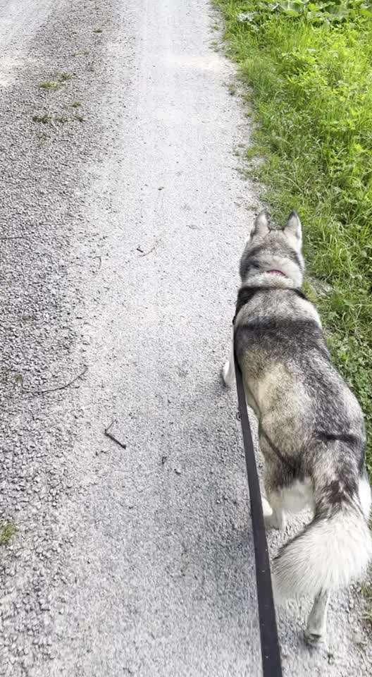 Husky-Beitrag-Bild