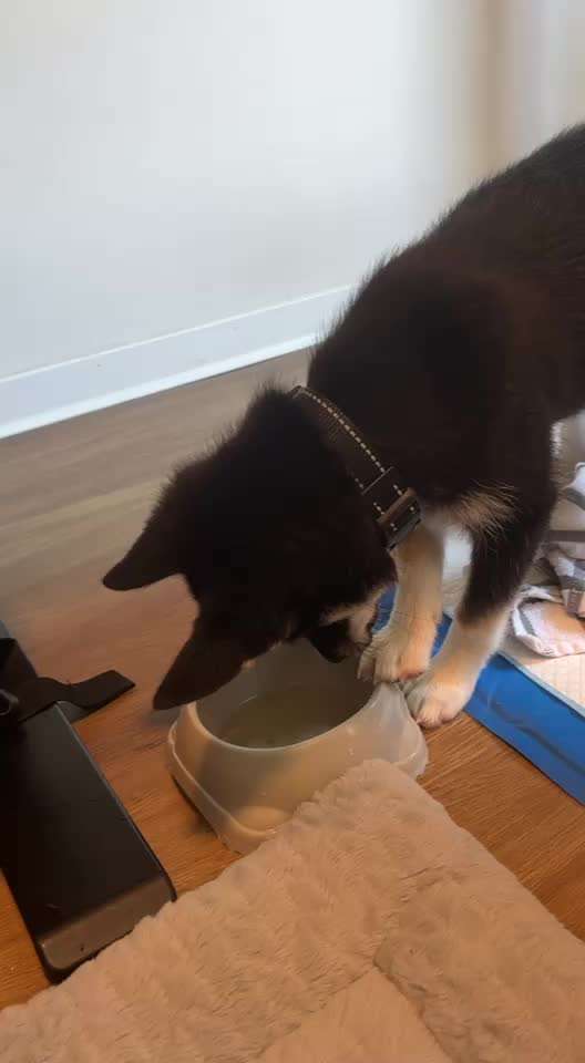 Welpe nach Impfung weinerlich-Beitrag-Bild