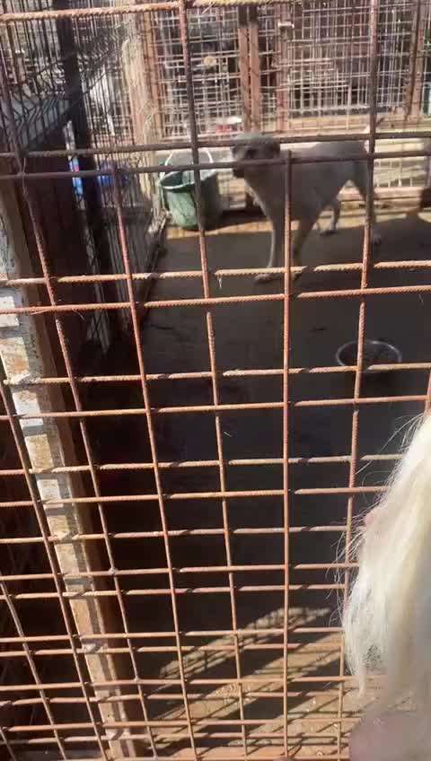 Tierschutzhunde suchen ein Zuhause-Beitrag-Bild