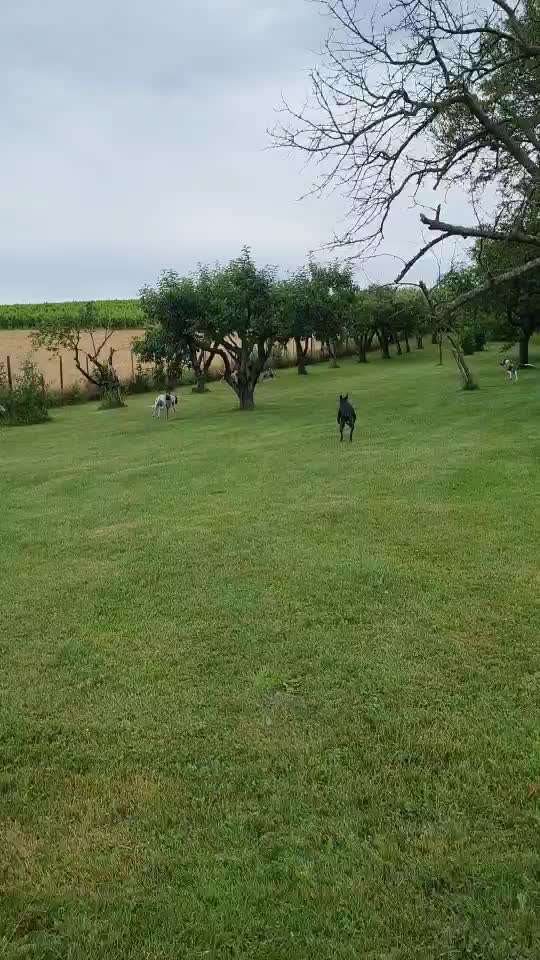 Windhunde - Treffen der besonderen Schönheiten
HERZLICH WILLKOMMEN-Beitrag-Bild