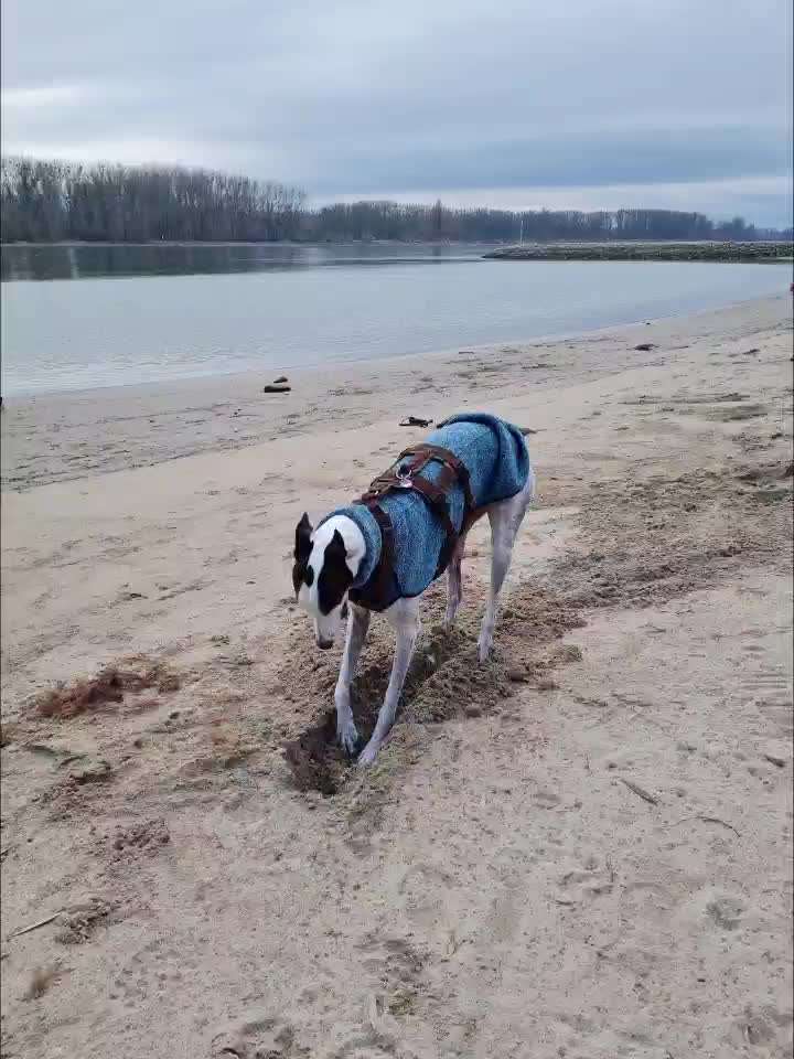 Windhunde - Treffen der besonderen Schönheiten
HERZLICH WILLKOMMEN-Beitrag-Bild