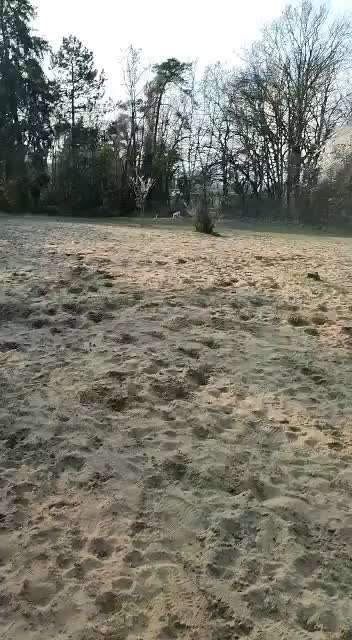 Windhunde - Treffen der besonderen Schönheiten
HERZLICH WILLKOMMEN-Beitrag-Bild