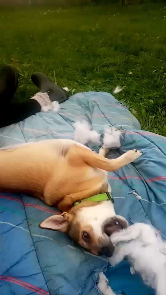 Freche Hunde-Beitrag-Bild