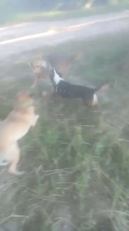 TierschutzhundeStammtisch🐕-Beitrag-Bild