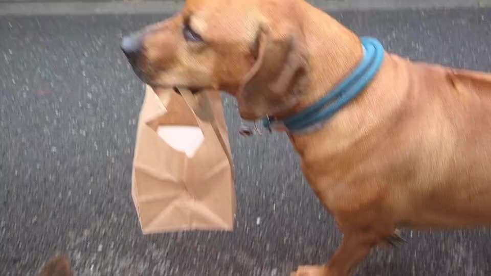 Rhodesian Ridgeback-Beitrag-Bild