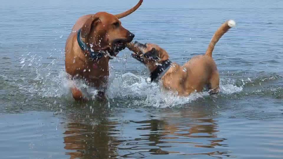 Rhodesian Ridgeback-Beitrag-Bild