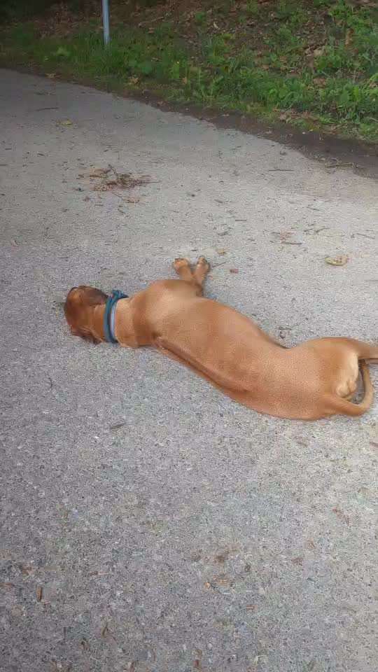 Rhodesian Ridgeback-Beitrag-Bild