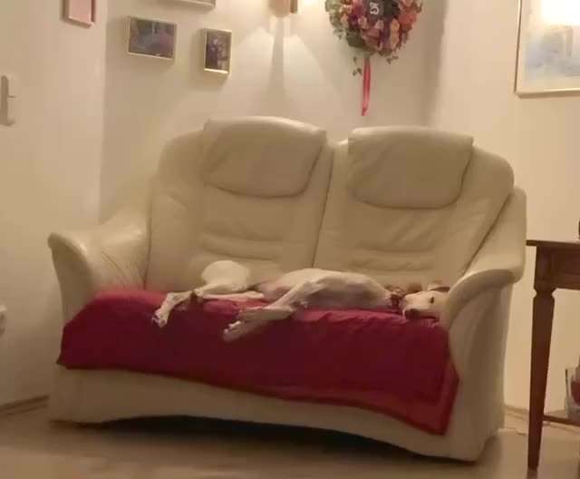 Windhunde - Treffen der besonderen Schönheiten
HERZLICH WILLKOMMEN-Beitrag-Bild