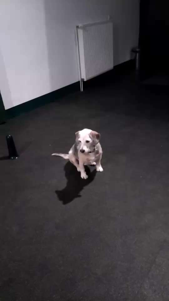 Trickdogging-Beitrag-Bild