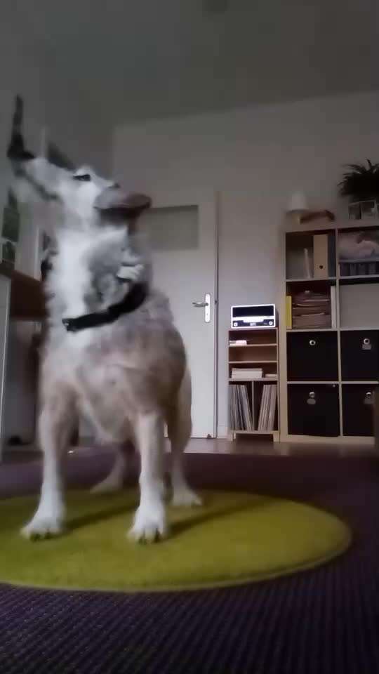 Trick Challange Nr 3-Beitrag-Bild