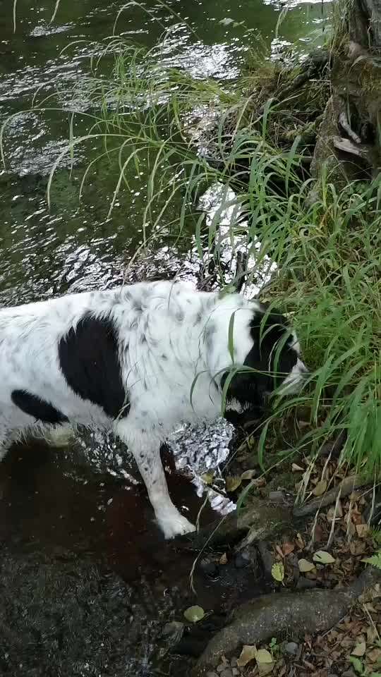 Gras fressen-Beitrag-Bild