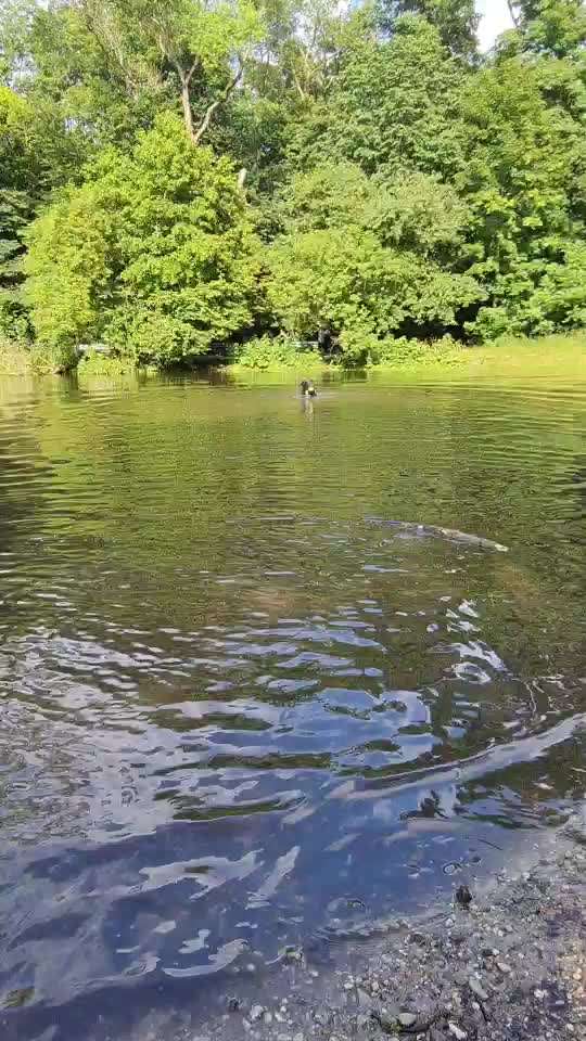 Ans Wasser/Schwimmen gewöhnen-Beitrag-Bild