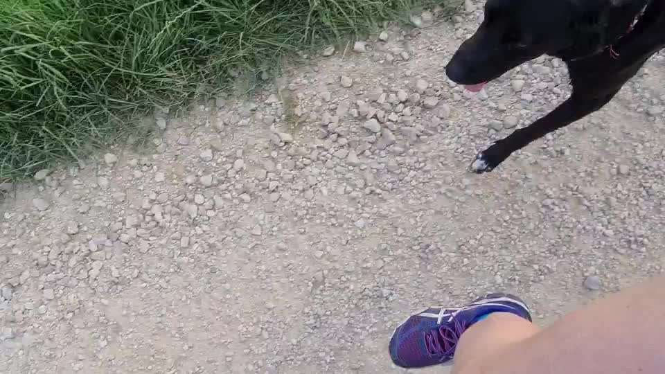 Radfahren mit Hund-Beitrag-Bild