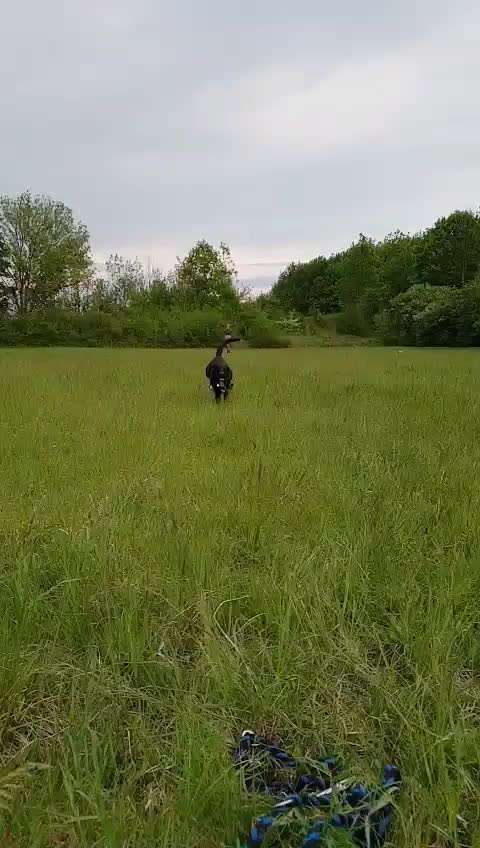 Video Challenge Nr.6
Auf den Spuren der Freiheit🐾🐾-Beitrag-Bild