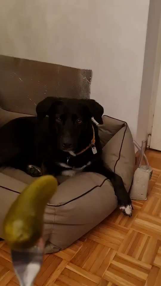 Zeigt her Eure Futternäpfe-Beitrag-Bild