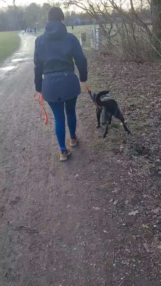 Freumdhundebegnung werden nicht besser-Beitrag-Bild