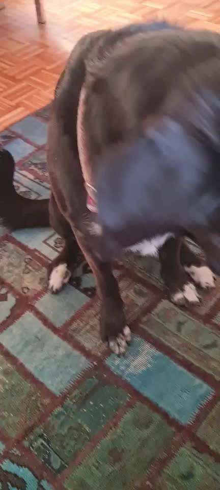 Hallo ich bin Emilie. Ich habe eine 10 jährige Hundedame. Ich trainiere sie immer.-Beitrag-Bild