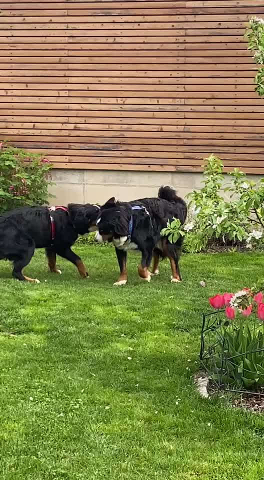 Berner Sennen-Beitrag-Bild