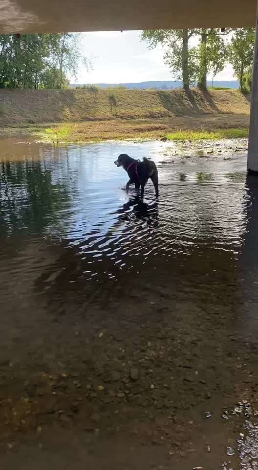 Berner Sennen-Beitrag-Bild