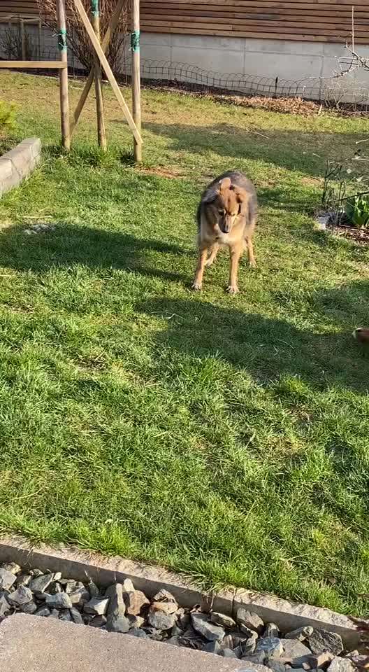 Welpen Bilder !-Beitrag-Bild