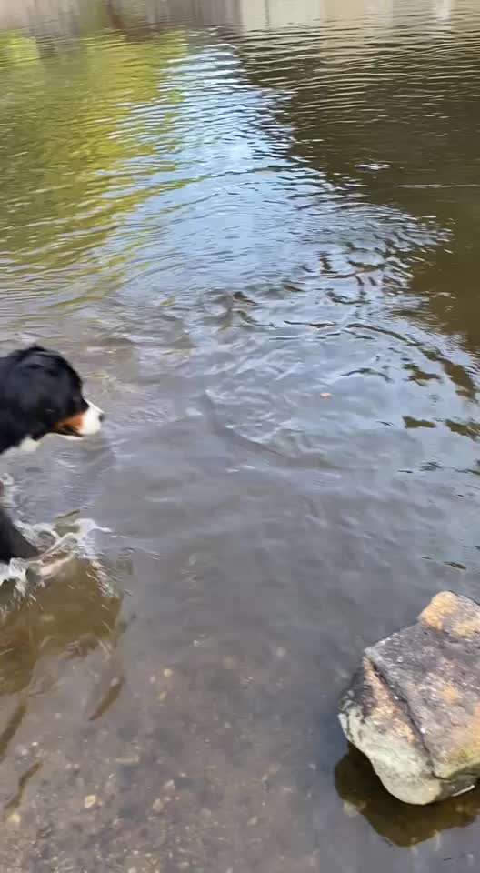 Berner Sennen-Beitrag-Bild