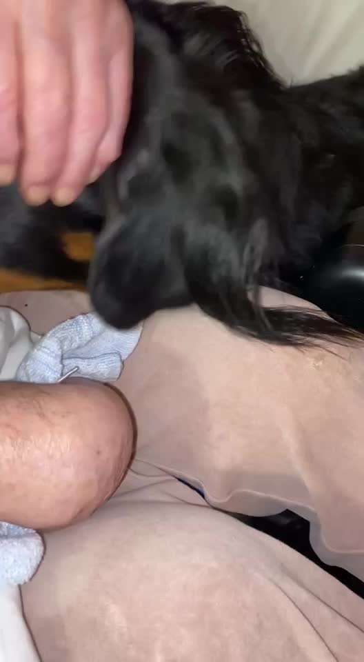 Berner Sennen-Beitrag-Bild