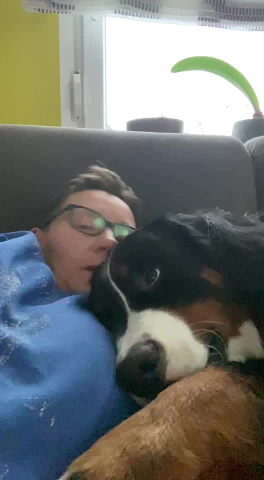 Berner Sennen-Beitrag-Bild