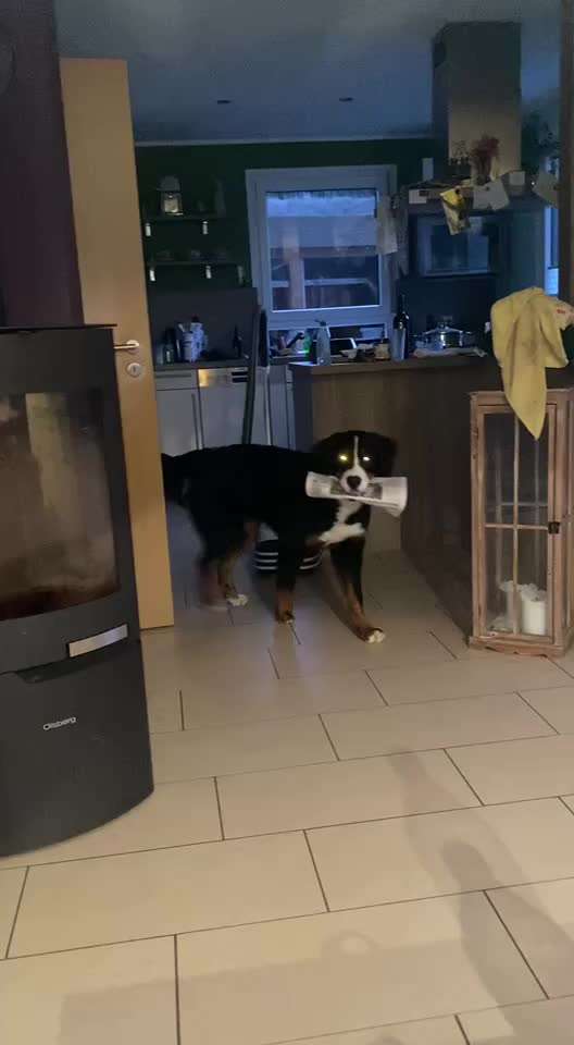 Berner Sennen-Beitrag-Bild