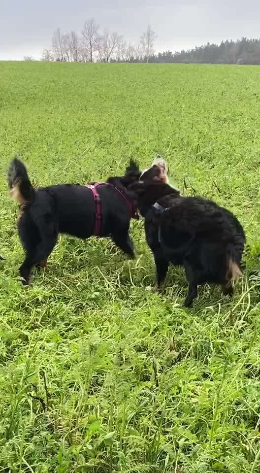 Berner Sennen-Beitrag-Bild