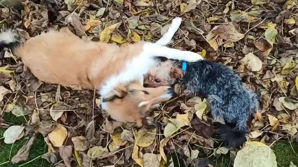 Collies gesucht-Beitrag-Bild