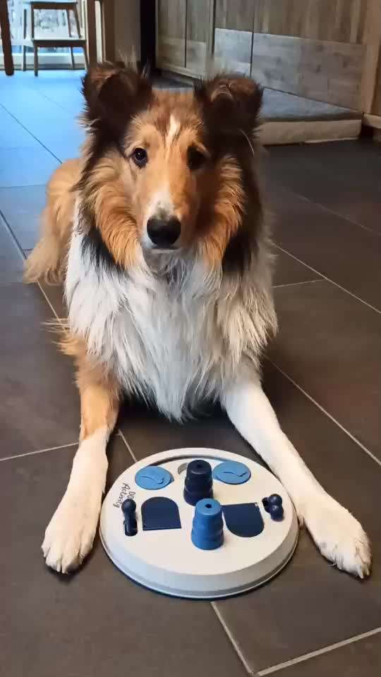 Collies gesucht-Beitrag-Bild