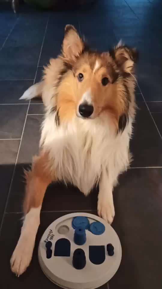 Collies gesucht-Beitrag-Bild