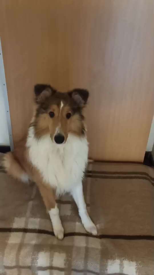 Impulskontrolle-Challenge Nr. 2: Vorbei laufen-Beitrag-Bild