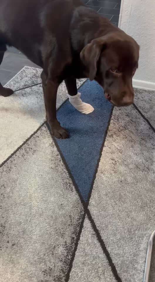 Stich Pfote. Socken gegen lecken.-Beitrag-Bild