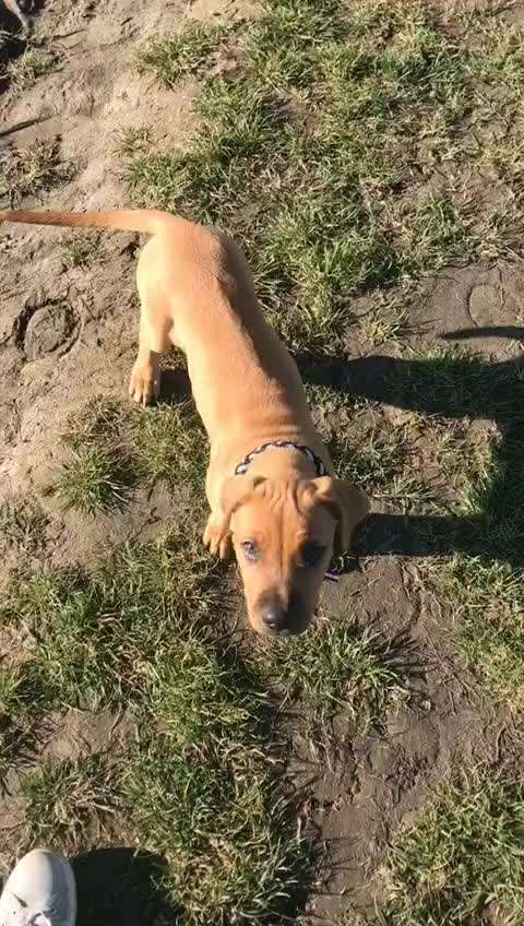 Rhodesian Ridgeback-Beitrag-Bild