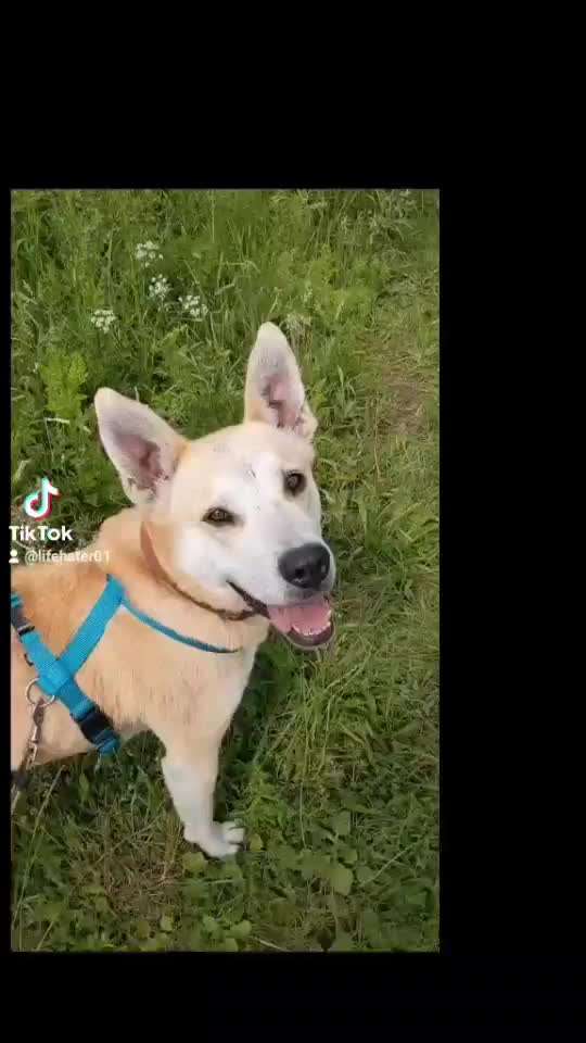 Tierschutzhunde suchen ein Zuhause-Beitrag-Bild