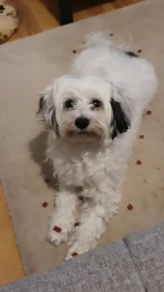 Trickdogging-Beitrag-Bild