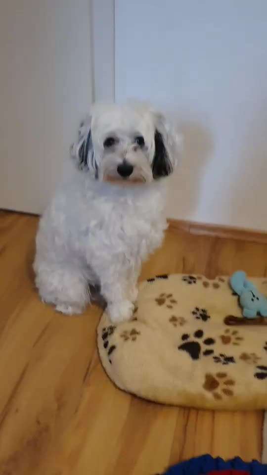 Trickdogging-Beitrag-Bild