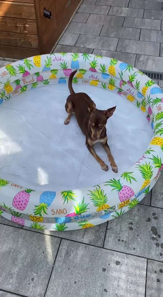 Podencomischling oder Podenco-Beitrag-Bild