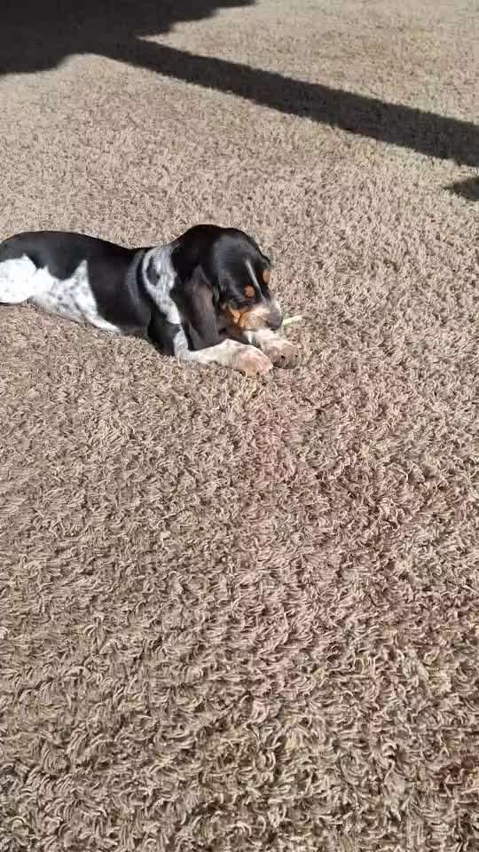 Basset Hound-Beitrag-Bild