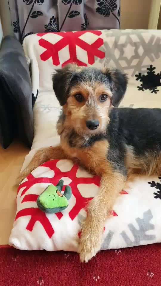 Unkontrollierter Hund-Beitrag-Bild